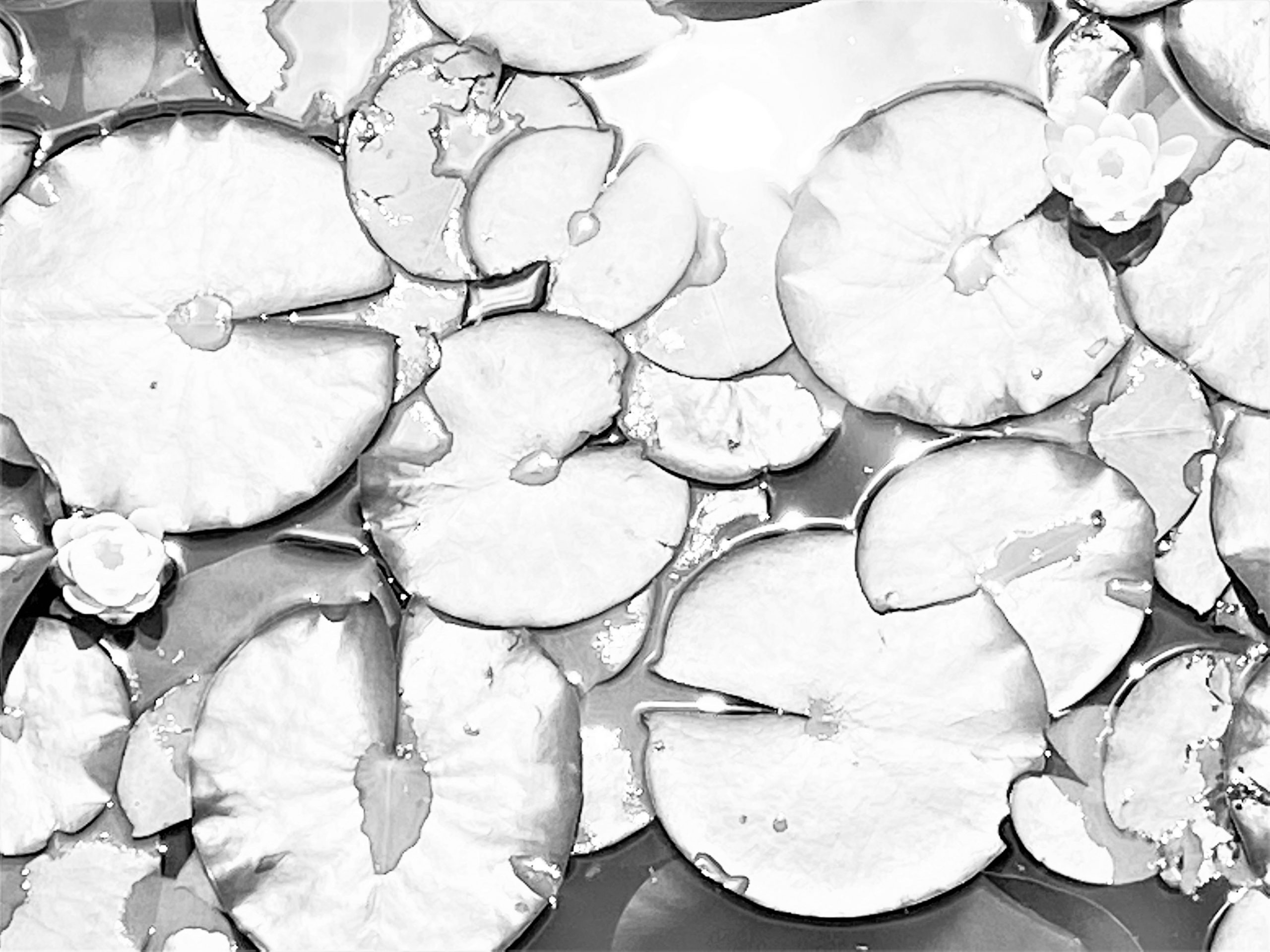 water lilies-BW